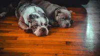 Lady Lumi, a female American Bully for sale in New York, NY – 5 of 10