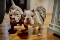 Lady Lumi, a female American Bully for sale in New York, NY – 8 of 10