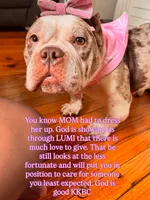 Lady Lumi, a female American Bully for sale in New York, NY – 3 of 10