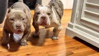 Lady Lumi, a female American Bully for sale in New York, NY – 9 of 10