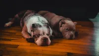 Lady Lumi, a female American Bully for sale in New York, NY – 10 of 10