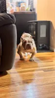 Lady Lumi, a female American Bully for sale in New York, NY – 2 of 10