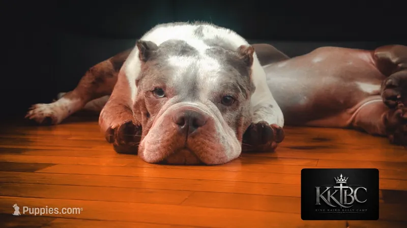 Lady Lumi – American Bully puppy for sale in New York, NY