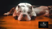 Lady Lumi, a female American Bully for sale in New York, NY – 1 of 10