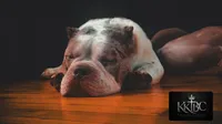Lady Lumi, a female American Bully for sale in New York, NY – 4 of 10