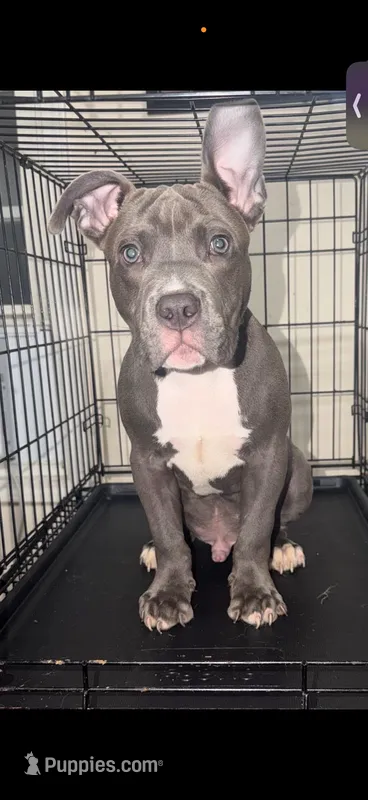 Diesel – American Bully puppy for sale in Cincinnati, OH