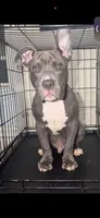 Diesel, a male American Bully for sale in Cincinnati, OH – 1 of 1