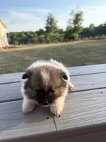 Na, a female Pomeranian for sale in Gaffney, SC – 2 of 3