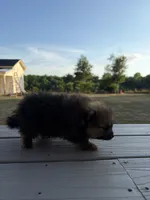 NA, a female Pomeranian for sale in Gaffney, SC – 2 of 3