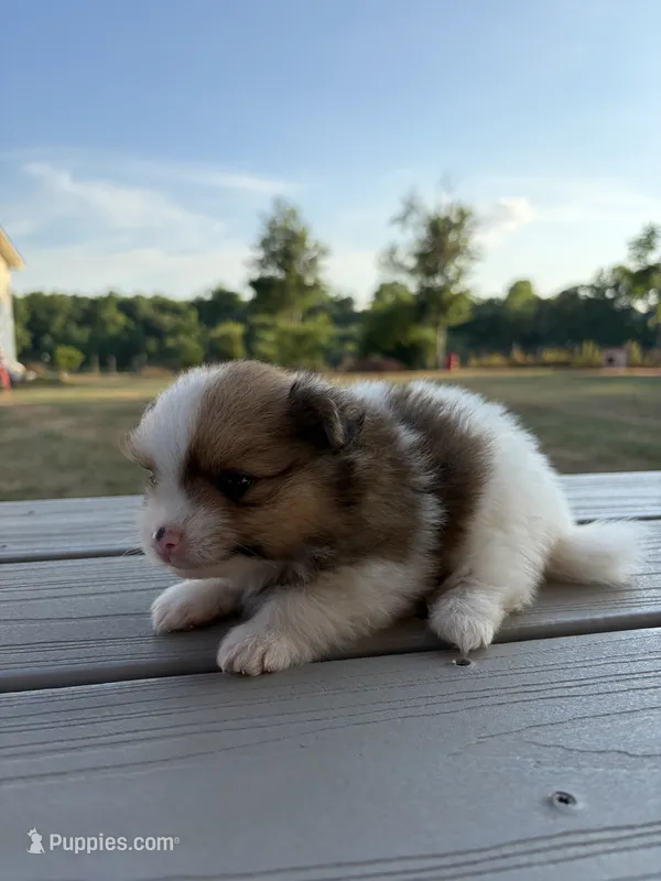 NA – Pomeranian puppy for sale in Gaffney, SC