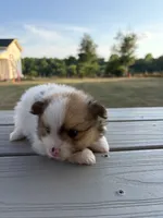 NA, a female Pomeranian for sale in Gaffney, SC – 2 of 2