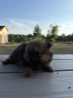 NA, a female Pomeranian for sale in Gaffney, SC – 1 of 3