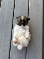 Na, a female Pomeranian for sale in Gaffney, SC – 3 of 3