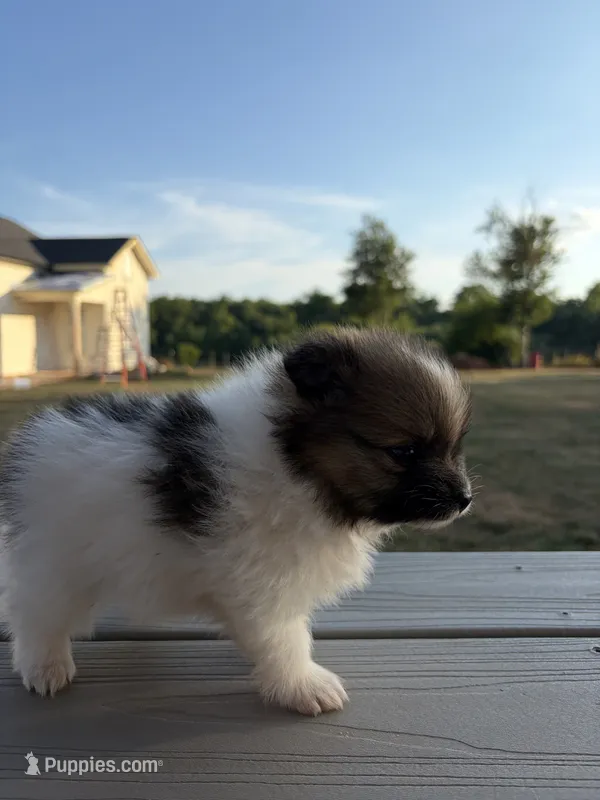 Na – Pomeranian puppy for sale in Gaffney, SC
