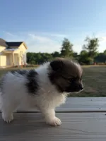 Na, a female Pomeranian for sale in Gaffney, SC – 1 of 3