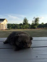 NA, a female Pomeranian for sale in Gaffney, SC – 3 of 3