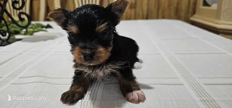 Yorkie Puppy, a female Yorkshire Terrier for sale in Philadelphia, PA – Photo 1 of 1