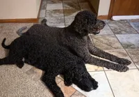 Labradoodle , a male Labradoodle for sale in West Des Moines, IA – 4 of 8