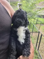 Labradoodle , a male Labradoodle for sale in West Des Moines, IA – 7 of 8