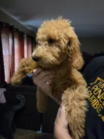 Labradoodle , a male Labradoodle for sale in West Des Moines, IA – 10 of 10