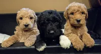 Labradoodle , a male Labradoodle for sale in West Des Moines, IA – 2 of 8