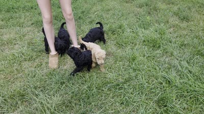 Labradoodle , a male Labradoodle for sale in West Des Moines, IA – 8 of 8