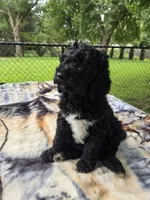 Labradoodle , a male Labradoodle for sale in West Des Moines, IA – 5 of 8