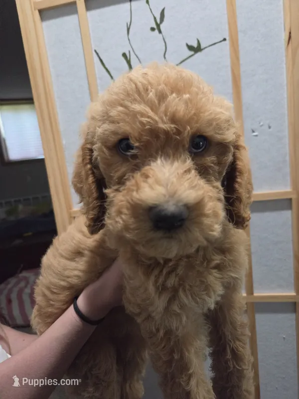 Labradoodle  – Labradoodle puppy for sale in West Des Moines, IA