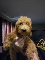 Labradoodle , a male Labradoodle for sale in West Des Moines, IA – 8 of 10