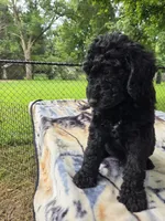 Labradoodle , a male Labradoodle for sale in West Des Moines, IA – 3 of 8