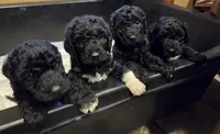 Labradoodle , a male Labradoodle for sale in West Des Moines, IA – 6 of 8