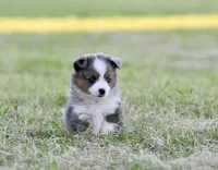 Beau, a male Miniature Australian Shepherd for sale in San Diego, CA – 5 of 10