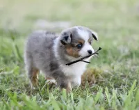 Beau, a male Miniature Australian Shepherd for sale in San Diego, CA – 2 of 10