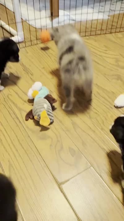 Beau, a male Miniature Australian Shepherd for sale in San Diego, CA – 10 of 10