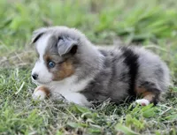 Beau, a male Miniature Australian Shepherd for sale in San Diego, CA – 3 of 10