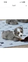 Beau, a male Miniature Australian Shepherd for sale in San Diego, CA – 6 of 10