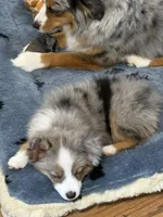 Beau, a male Miniature Australian Shepherd for sale in San Diego, CA – 8 of 10