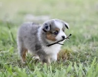 Beau, a male Miniature Australian Shepherd for sale in San Diego, CA – 4 of 10