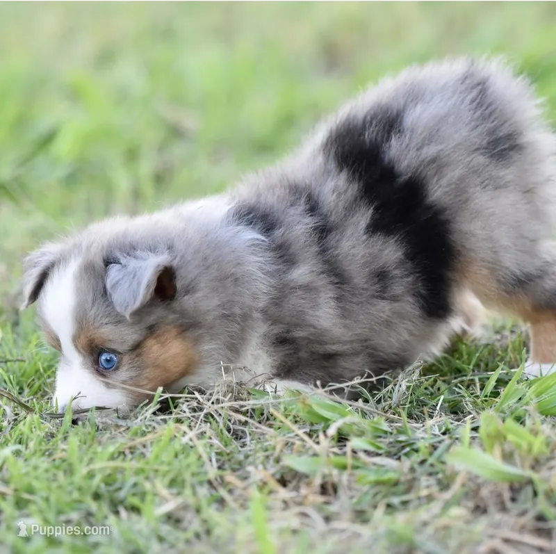 Beau – Miniature Australian Shepherd puppy for sale in San Diego, CA