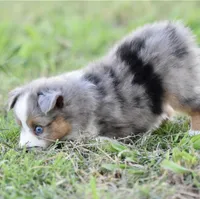 Beau, a male Miniature Australian Shepherd for sale in San Diego, CA – 1 of 10