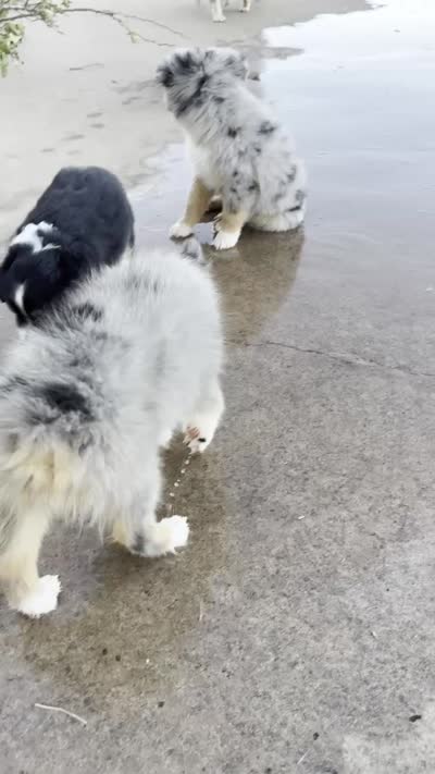 Beau, a male Miniature Australian Shepherd for sale in San Diego, CA – 9 of 10