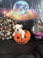 Brian, a male English Bulldog for sale in Canton, OH – Photo 4 of 9