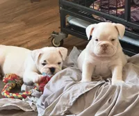 Brian, a male English Bulldog for sale in Canton, OH – Photo 6 of 9