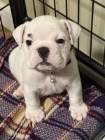 Brian, a male English Bulldog for sale in Canton, OH – Photo 5 of 9