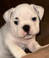 Brian, a male English Bulldog for sale in Canton, OH – Photo 3 of 9