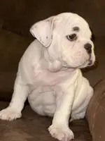 Brian, a male English Bulldog for sale in Canton, OH – Photo 9 of 9