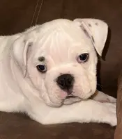 Brian, a male English Bulldog for sale in Canton, OH – Photo 7 of 9