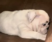 Brian, a male English Bulldog for sale in Canton, OH – Photo 8 of 9