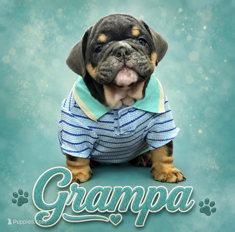 Grandpa – English Bulldog puppy for sale in Canton, OH