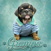 Grandpa, a male English Bulldog for sale in Canton, OH – 1 of 4